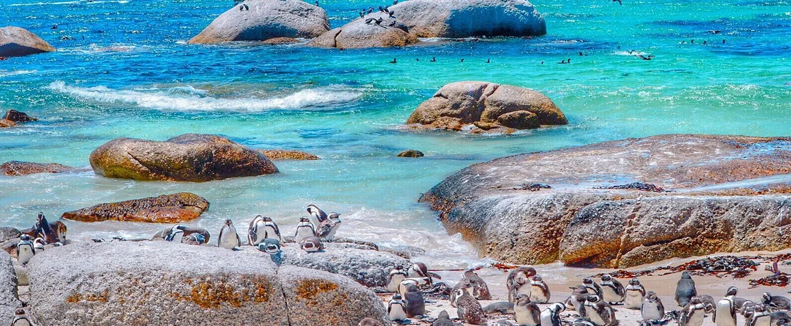 Visit Boulders Beach to see Penguins