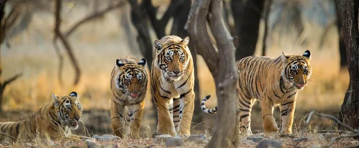 10. Wildlife Watching at the Fujairah Wildlife Centre