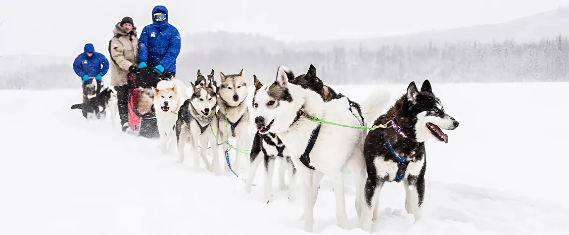 Go Dog Sledding in Sweden