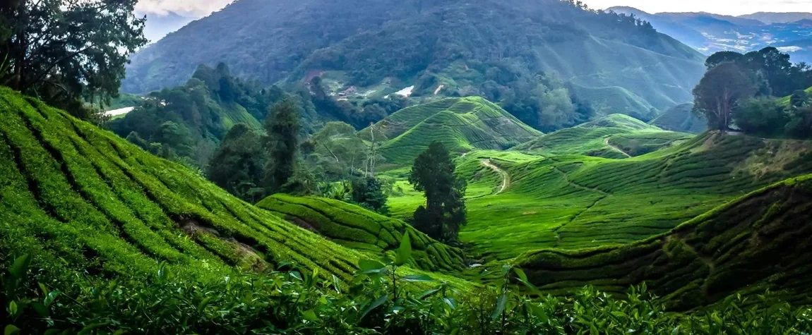 Cameron Highlands