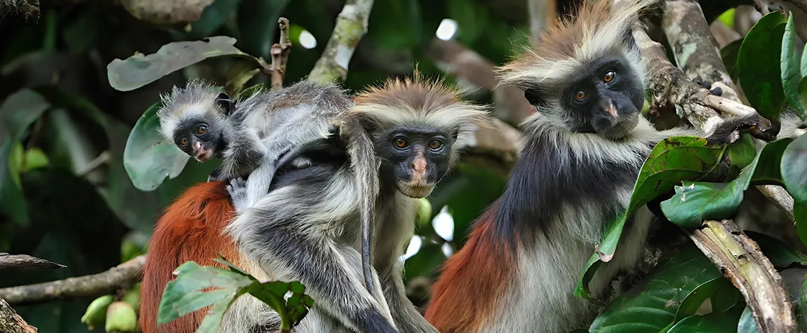 Learn About the Zanzibar Red Colobus Monkeys