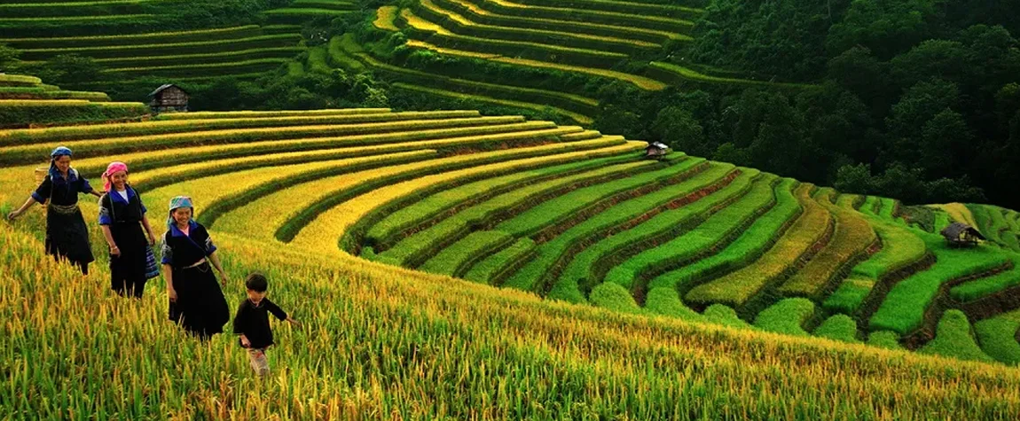 Trek in Sapa’s Rice Terraces