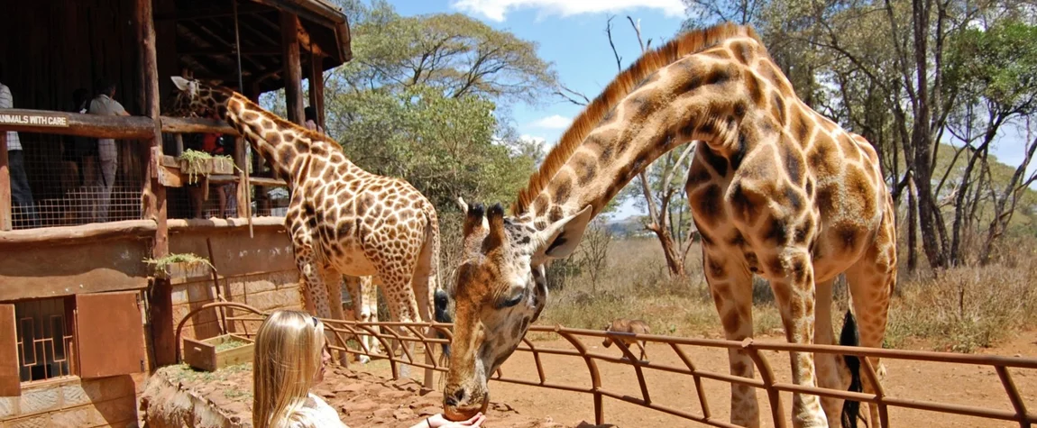 Visit the Giraffe Centre