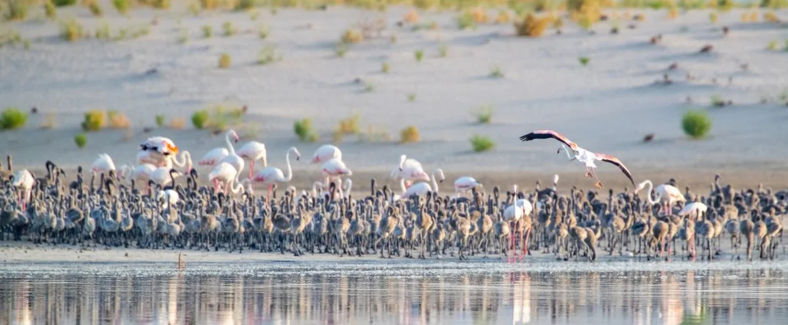 5. Al Wathba Wetland Reserve