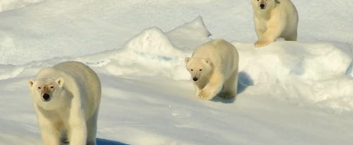 Discover the Magical Arctic Wildlife