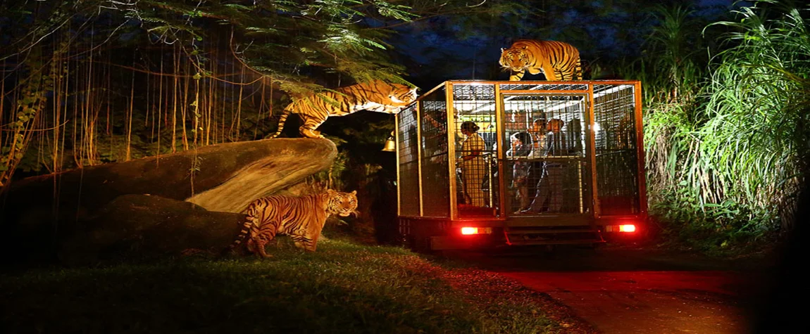 Tour the Singapore Zoo and Night Safari