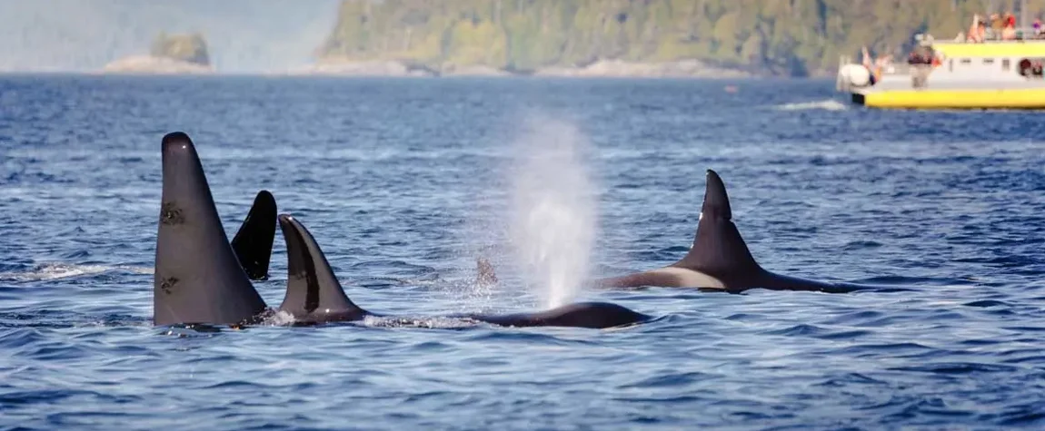 Whale Watching in Vancouver