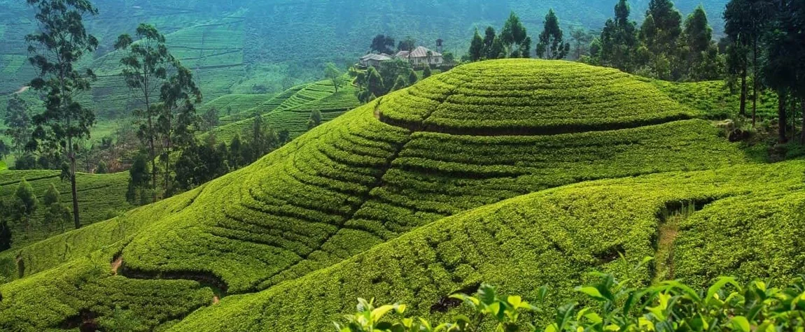 Discover Nuwara Eliya Tea Gardens