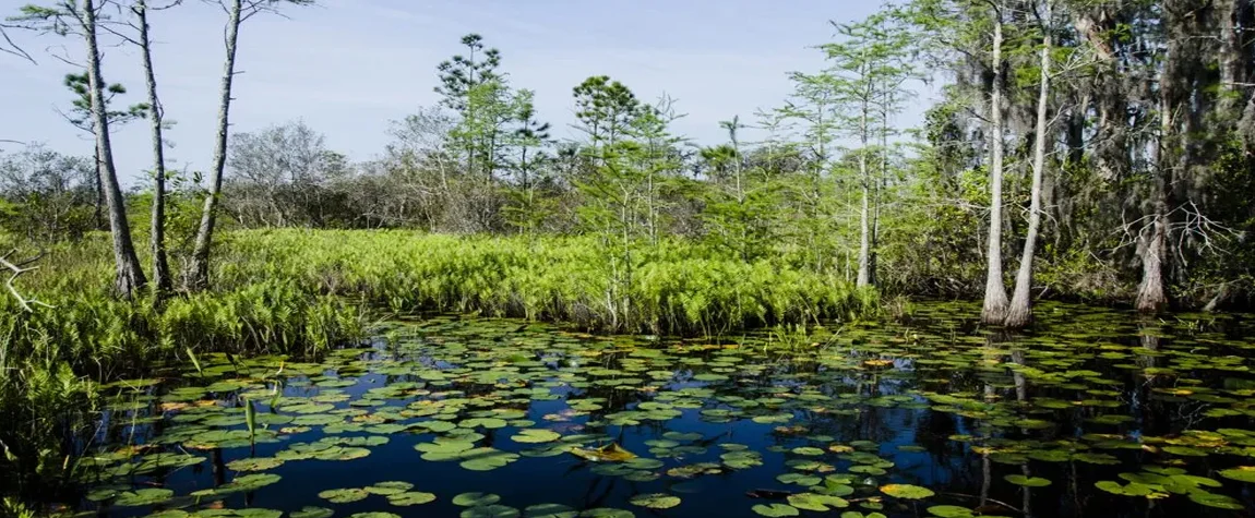 Explore the Okefenokee Swamp