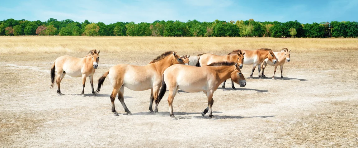 Discover the Hortobágy National Park