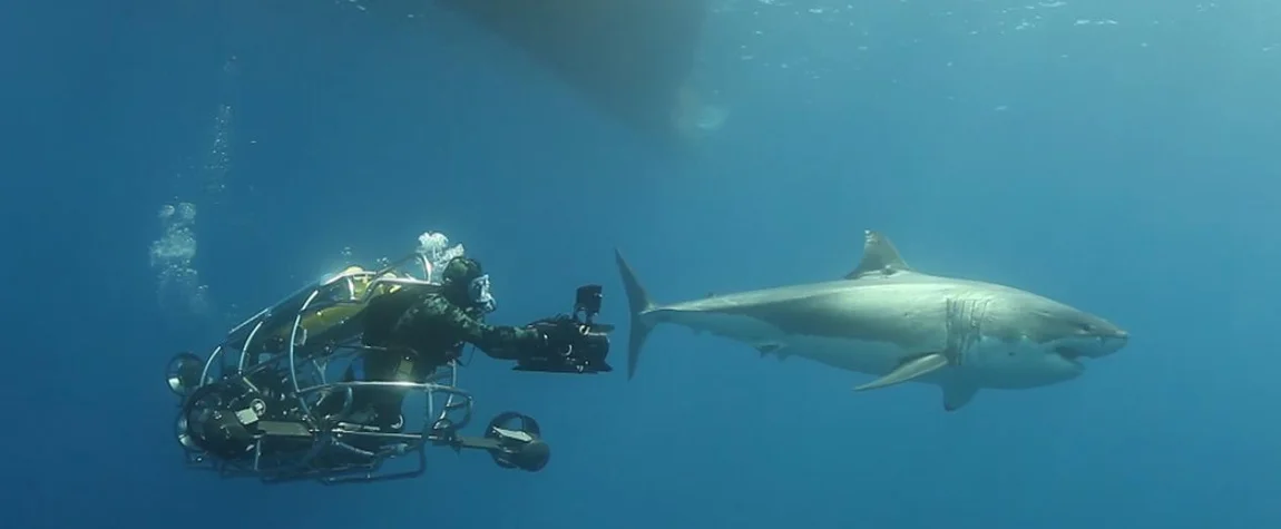 Great White Cage Dive