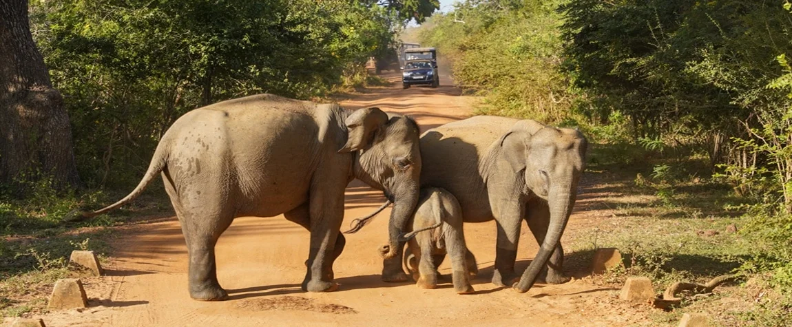 Take a Safari at Yala National Park