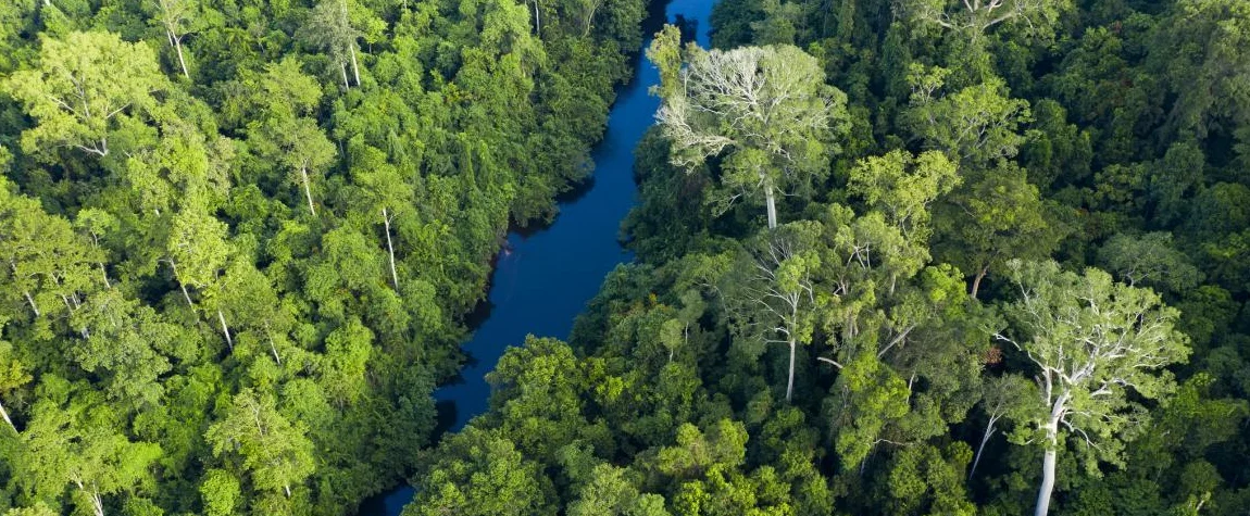 Rainforests of Taman Negara: the Discovery