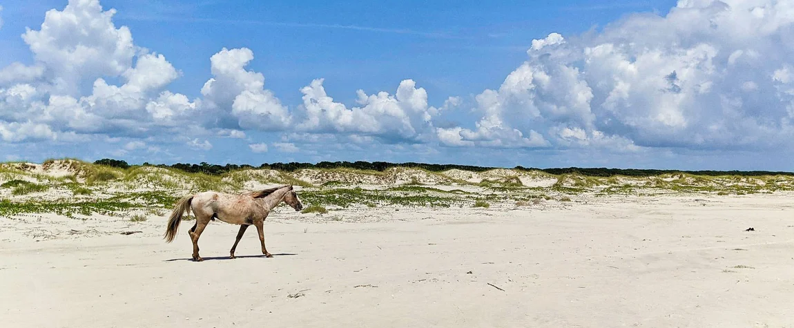 Unwind at Cumberland Island