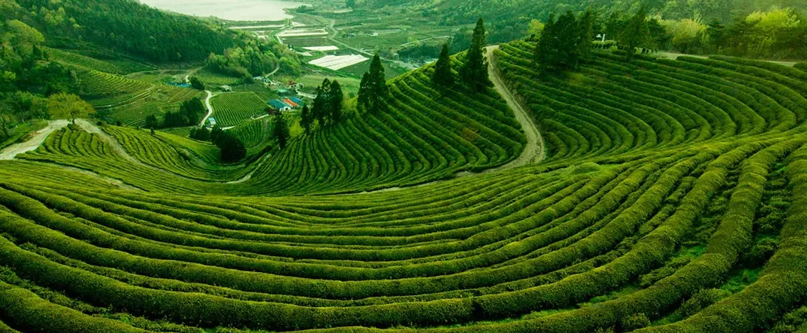 Boseong Green Tea Fields