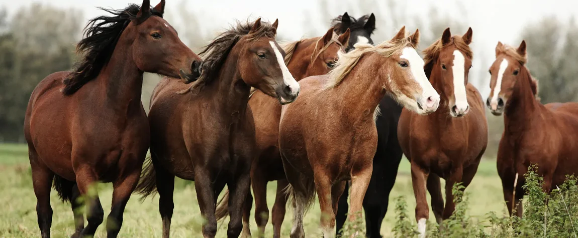 The Akhal-Teke Horses and Horse Racing