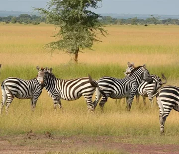 Activities to Do in Tanzania