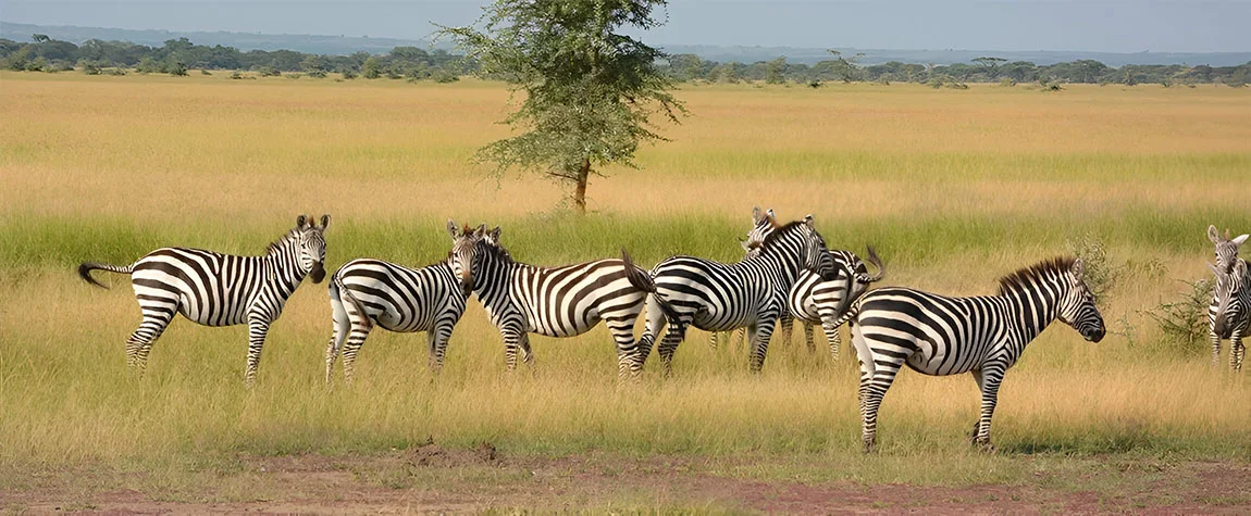 Activities to Do in Tanzania