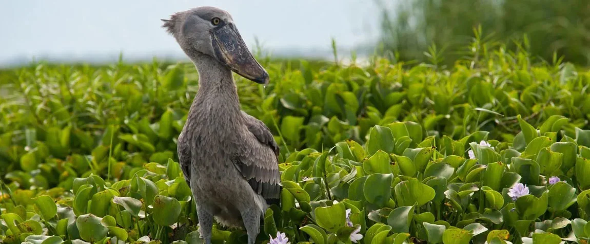 Birdwatching in Mabamba Swamp