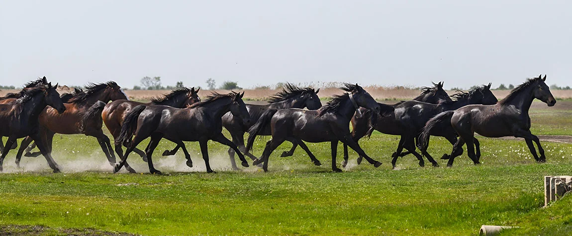 Experience Hortobágy National Park’s Beauty