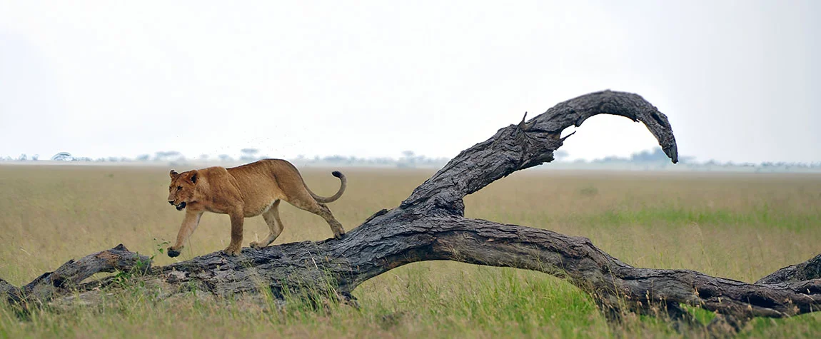 Visit Lake Manyara’s Tree-Climbing Lions