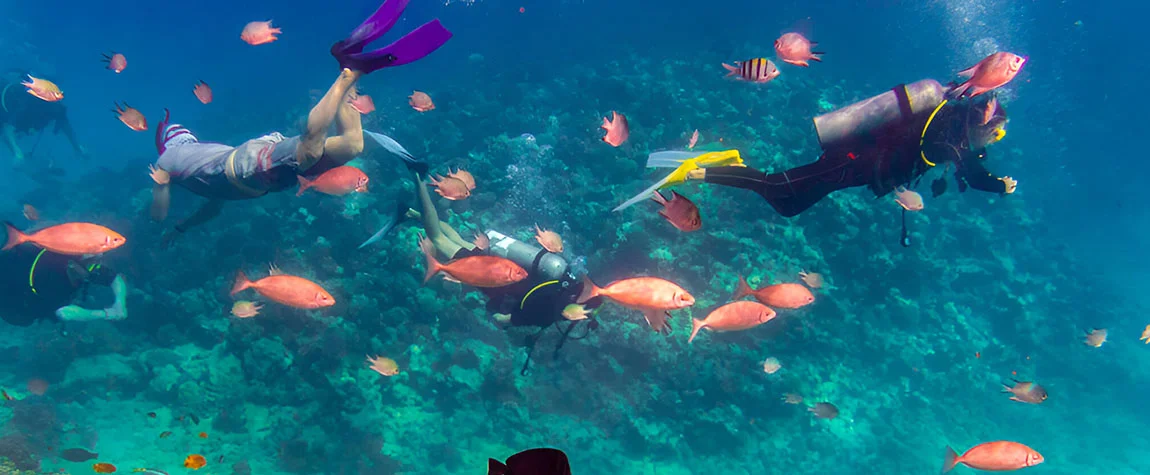 Scuba Dive in the Red Sea