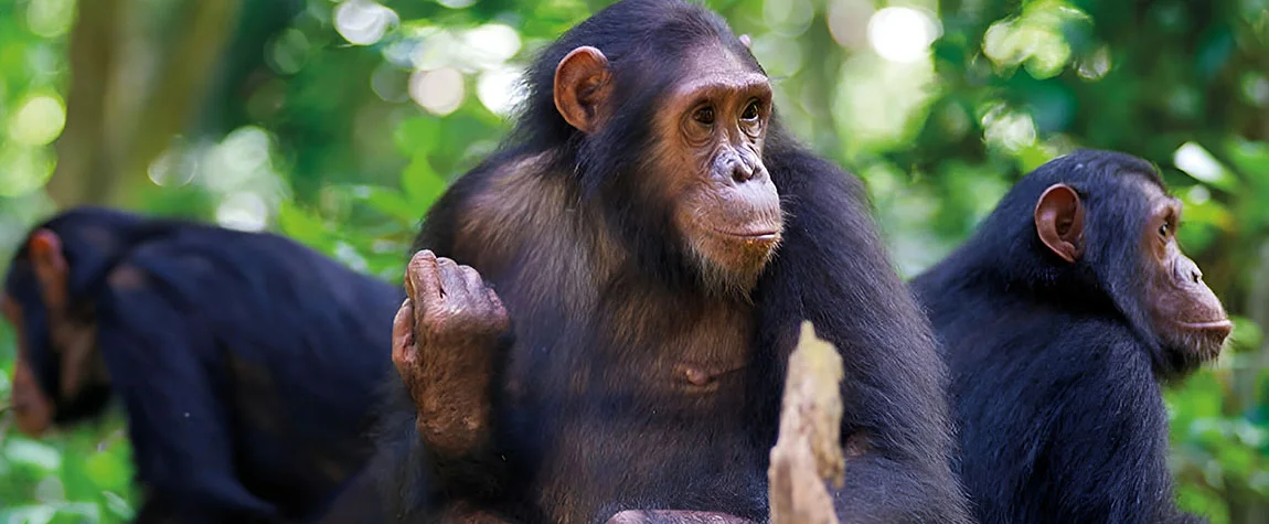 Chimpanzee Tracking in Kibale National Park