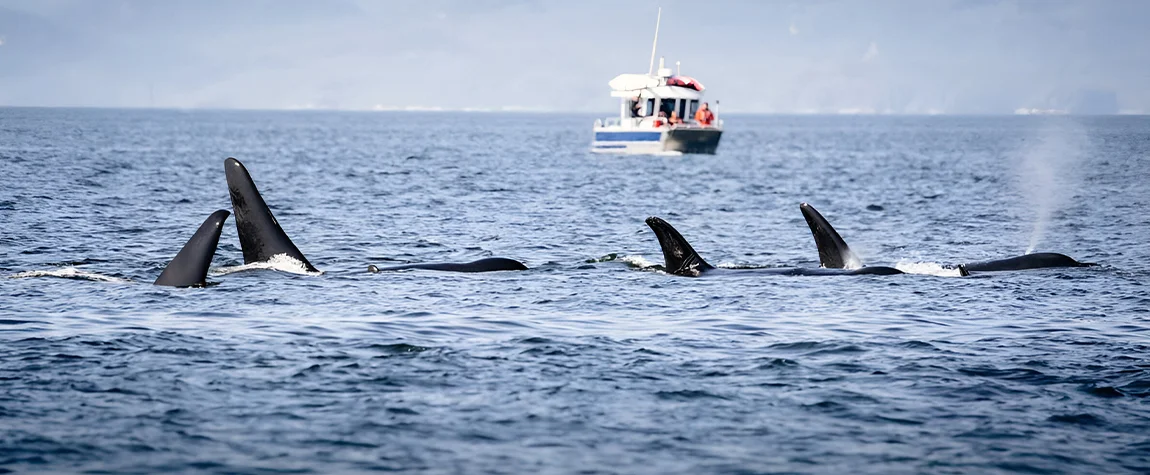 Go Whale Watching in British Columbia