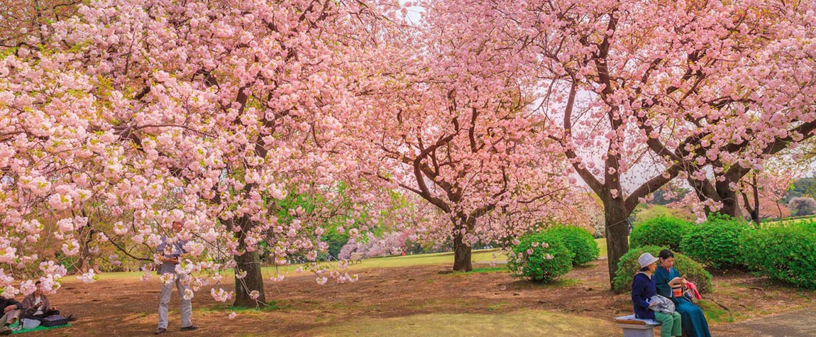 Take Part in the Revamped Cherry Blossom Festivals