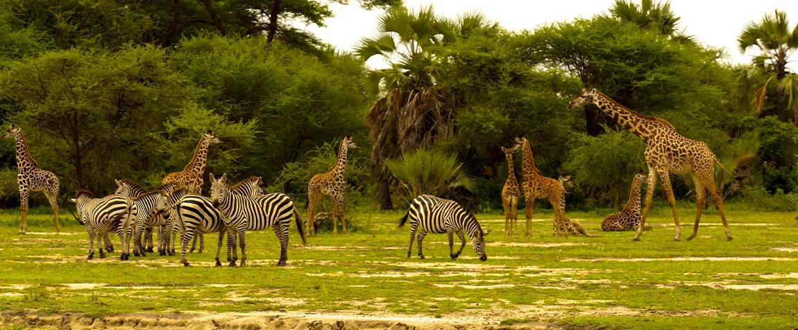 Have a Night Safari in Tarangire National Park