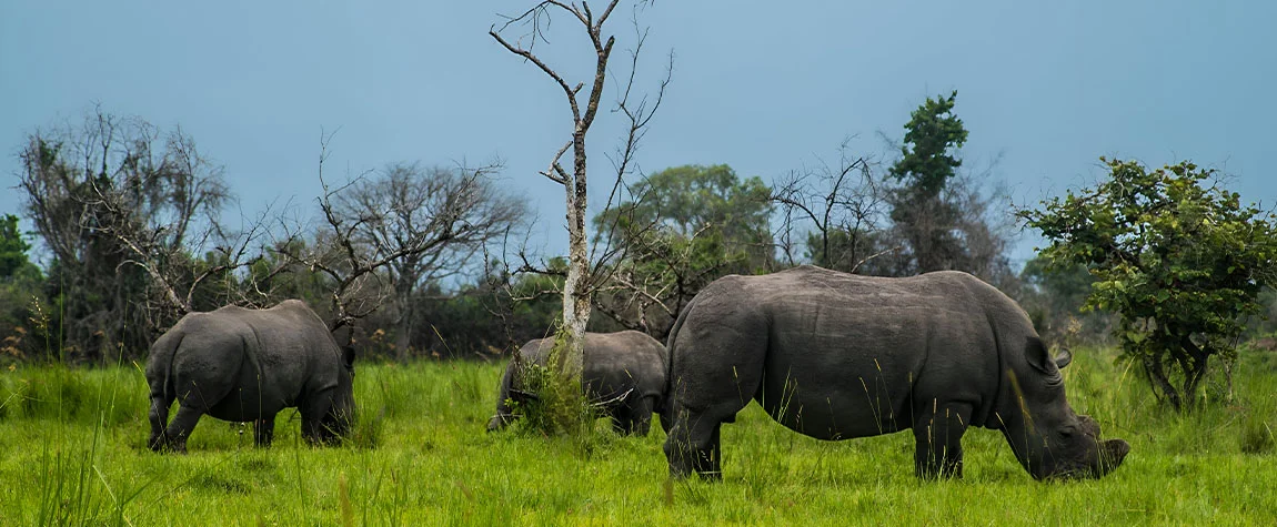 Rhino Tracking at Ziwa Rhino Sanctuary